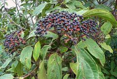 Viburnum cylindricum