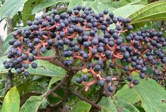 Viburnum cylindricum