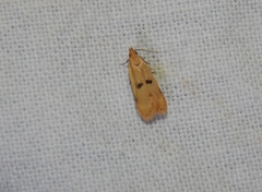 Dichomeris barathrodes