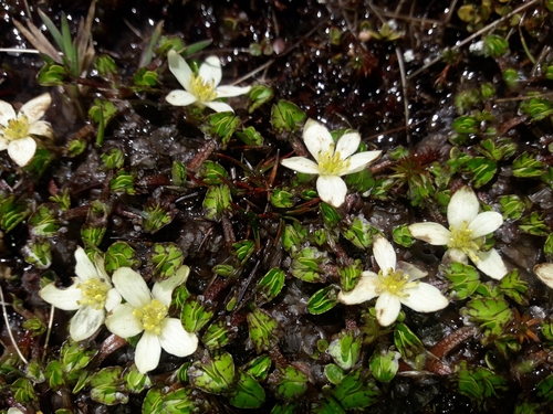 Image of Caltha obtusa by (c) naturewatchwidow, some rights reserved (CC BY)