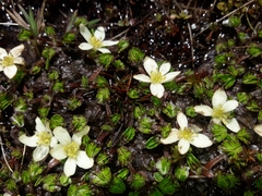Caltha obtusa