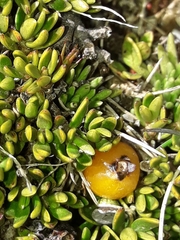 Coprosma perpusilla perpusilla