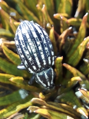 Lyperobius hudsoni