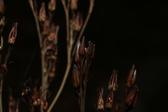 Haemodorum austroqueenslandicum