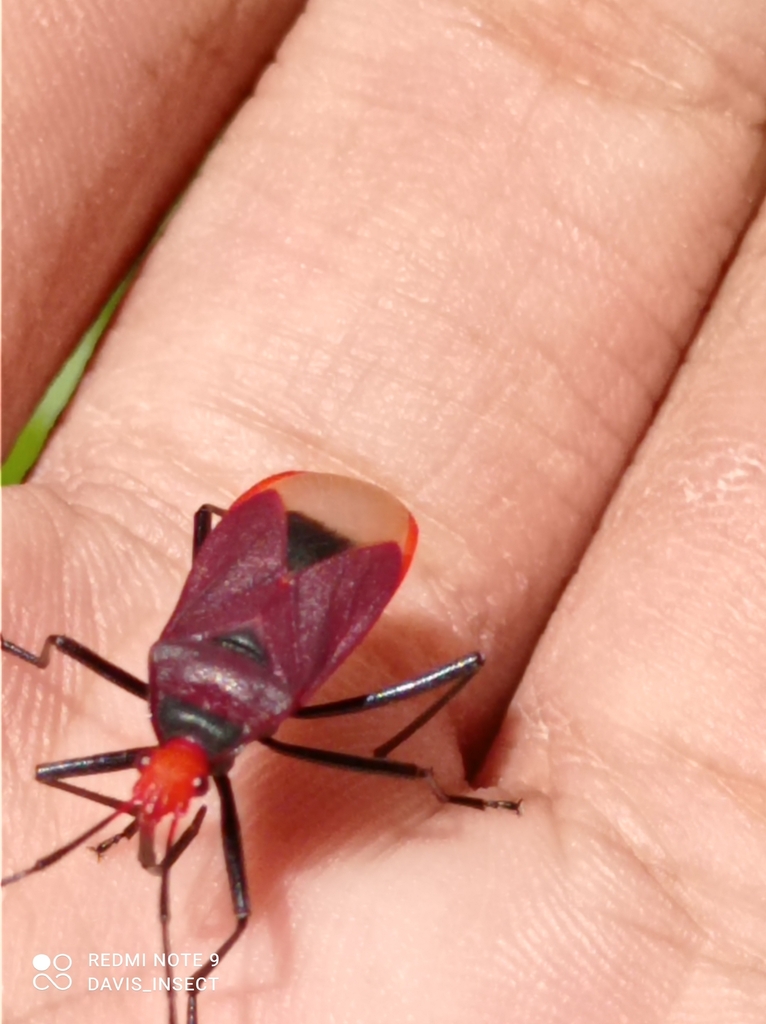 Dindymus triangulifer