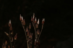 Haemodorum austroqueenslandicum