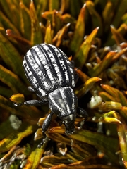 Lyperobius hudsoni