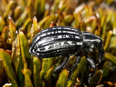 Lyperobius hudsoni