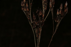 Haemodorum austroqueenslandicum