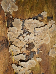 Auricularia mesenterica