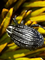 Lyperobius hudsoni