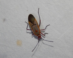 Dysdercus intermedius