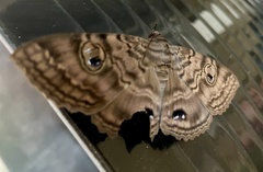 Speiredonia spectans