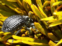 Lyperobius hudsoni