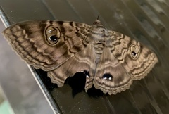 Speiredonia spectans