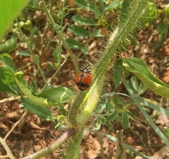 Coccinella transversalis