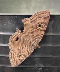Speiredonia spectans