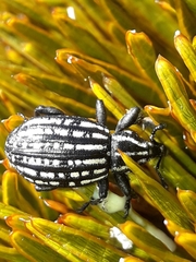 Lyperobius hudsoni