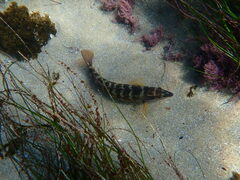 Halichoeres semicinctus