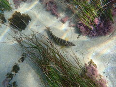 Halichoeres semicinctus