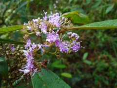 Callicarpa