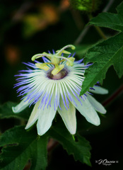 Passiflora arizonica