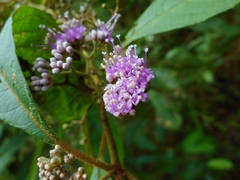 Callicarpa
