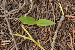 Chiloglottis cornuta