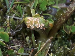 Aecidium westlandicum