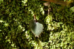 Corybas oblongus