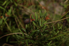 Gompholobium virgatum