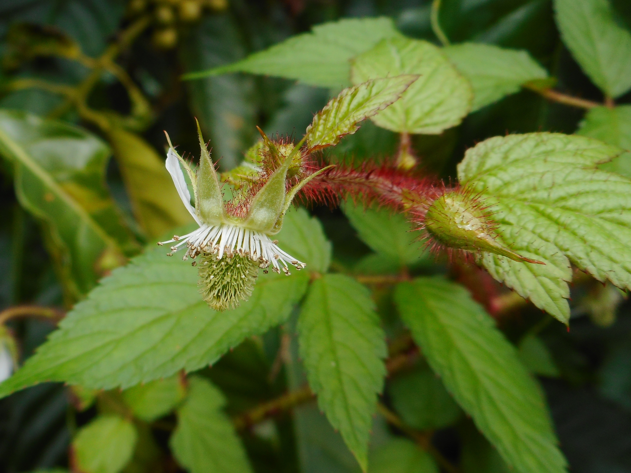 Rubus sumatranus — ảnh 2