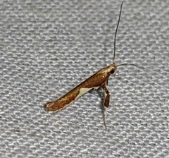 Caloptilia stigmatella