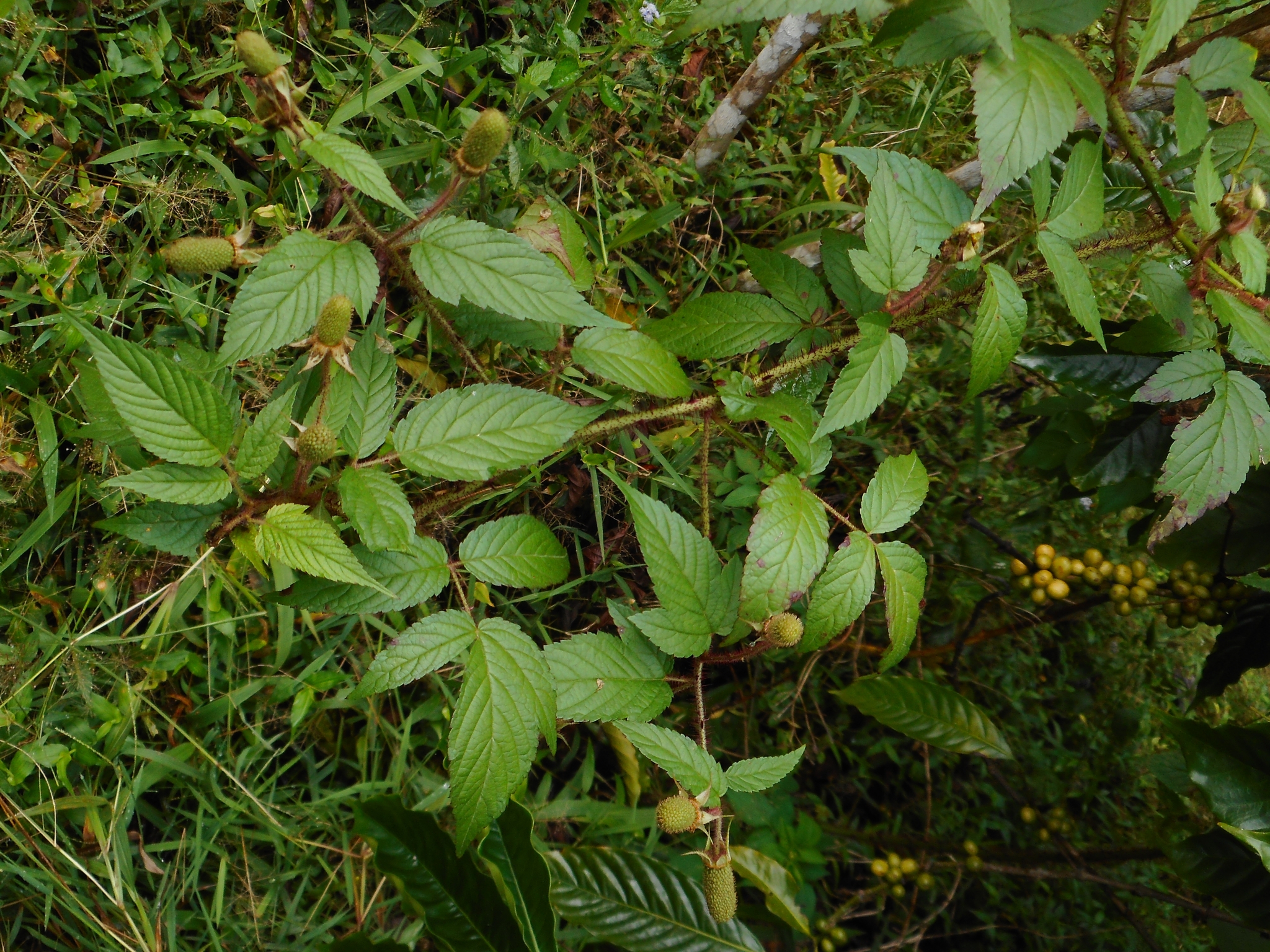 Rubus sumatranus (Rubus sumatranus)