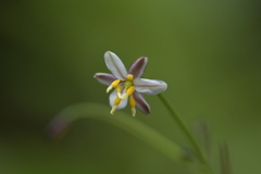 Dianella nigra
