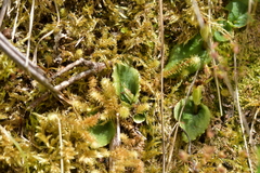 Corybas oblongus