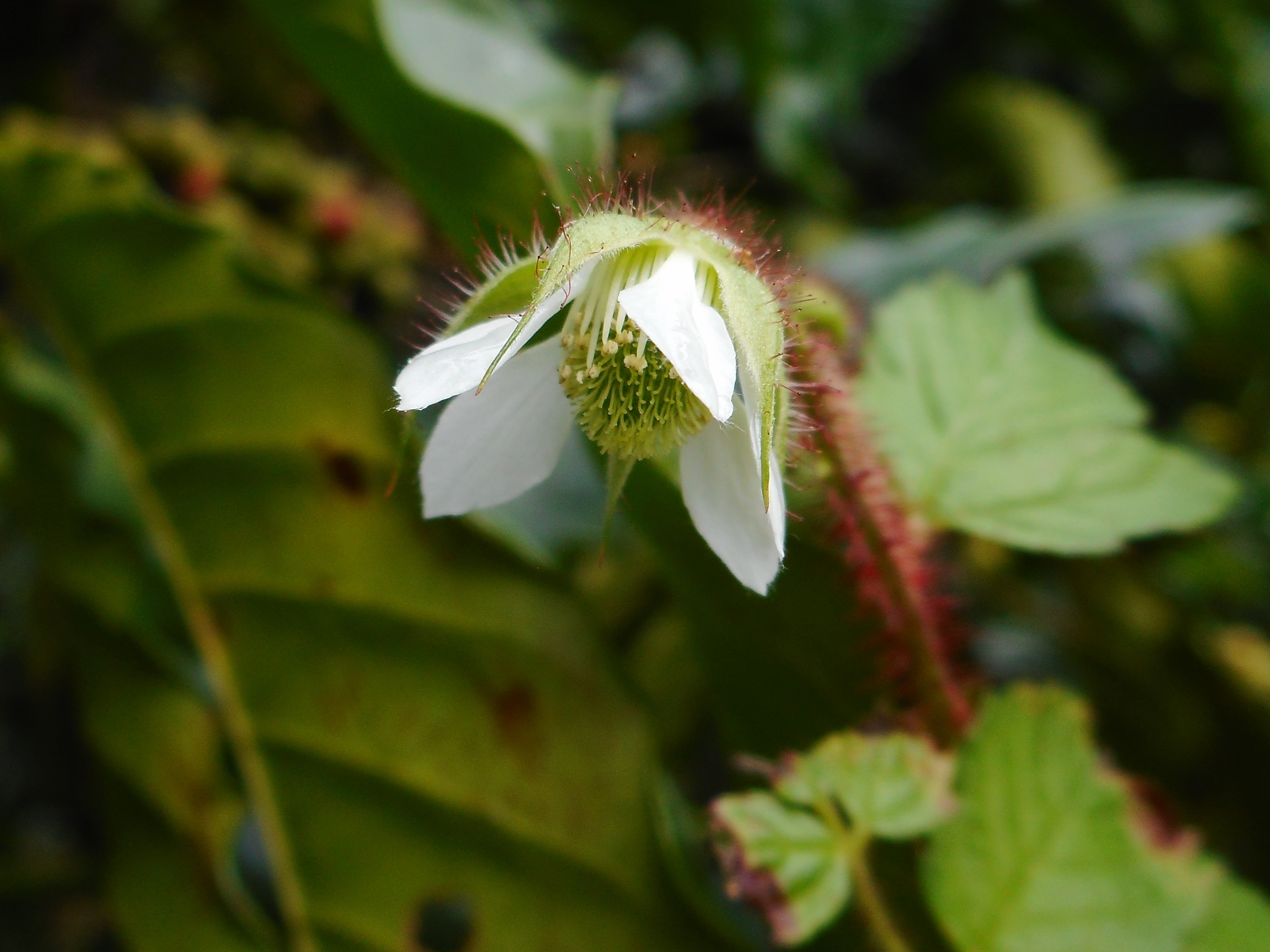 Rubus sumatranus — ảnh 3