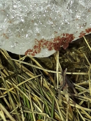 Chlamydomonas nivalis