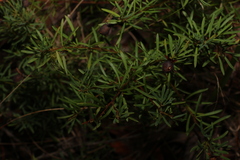 Gompholobium virgatum