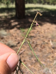 Pennellia longifolia