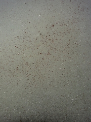 Chlamydomonas nivalis