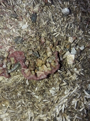 Chlamydomonas nivalis