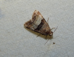 Ozarba semipurpurea