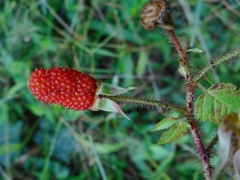 Rubus sumatranus
