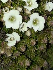 Veronica × uniflora
