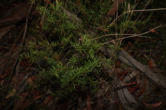 Gompholobium virgatum