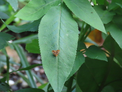 Choreutis