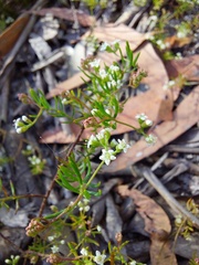 Platysace ericoides