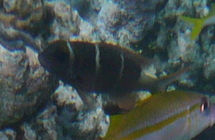 Monotaxis heterodon