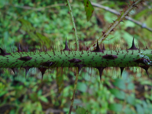 Rubus sumatranus, photograph 6